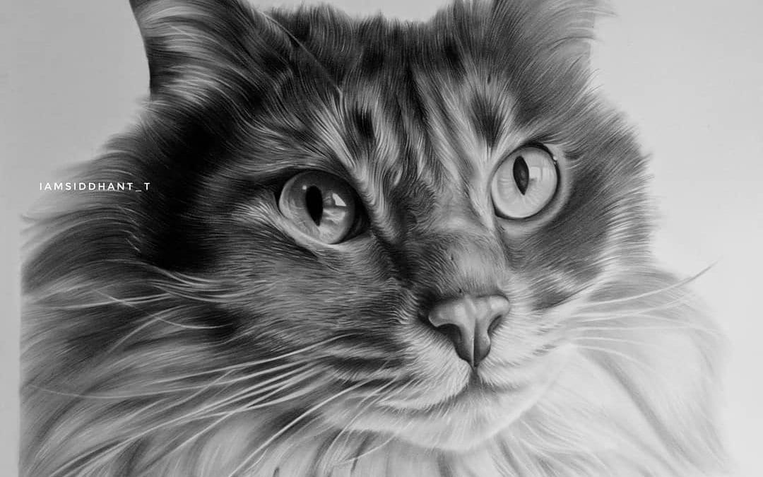 Cat Pencil Portrait Hyper Realistic Portrait-Siddhant