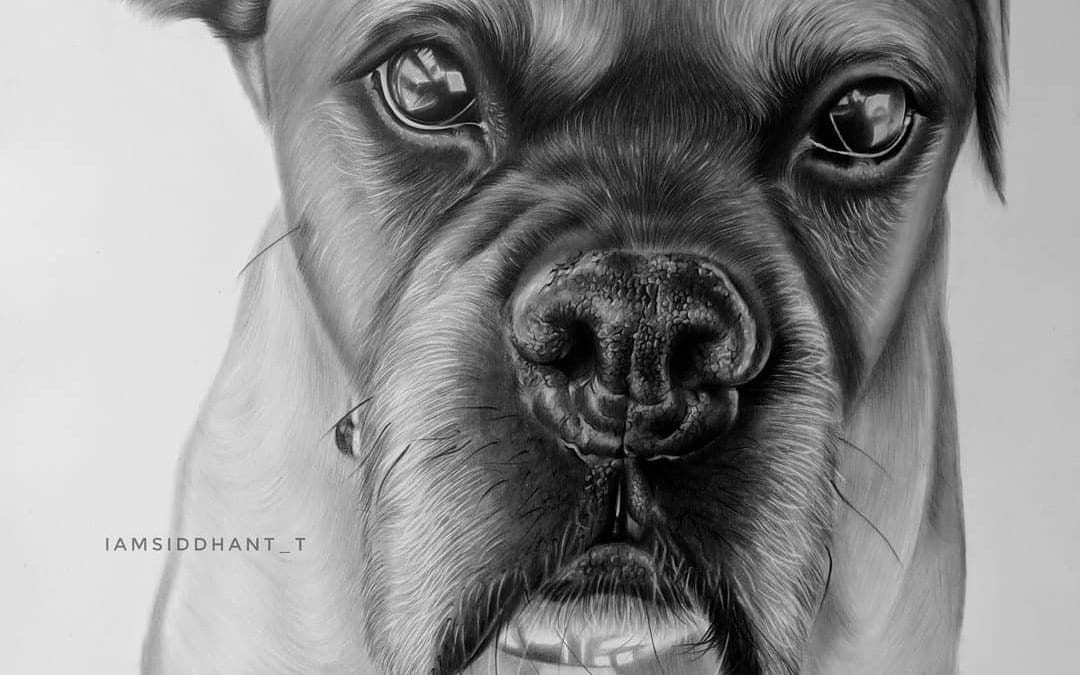 Dog Pencil Portrait Hyper Realistic Portrait-Siddhant