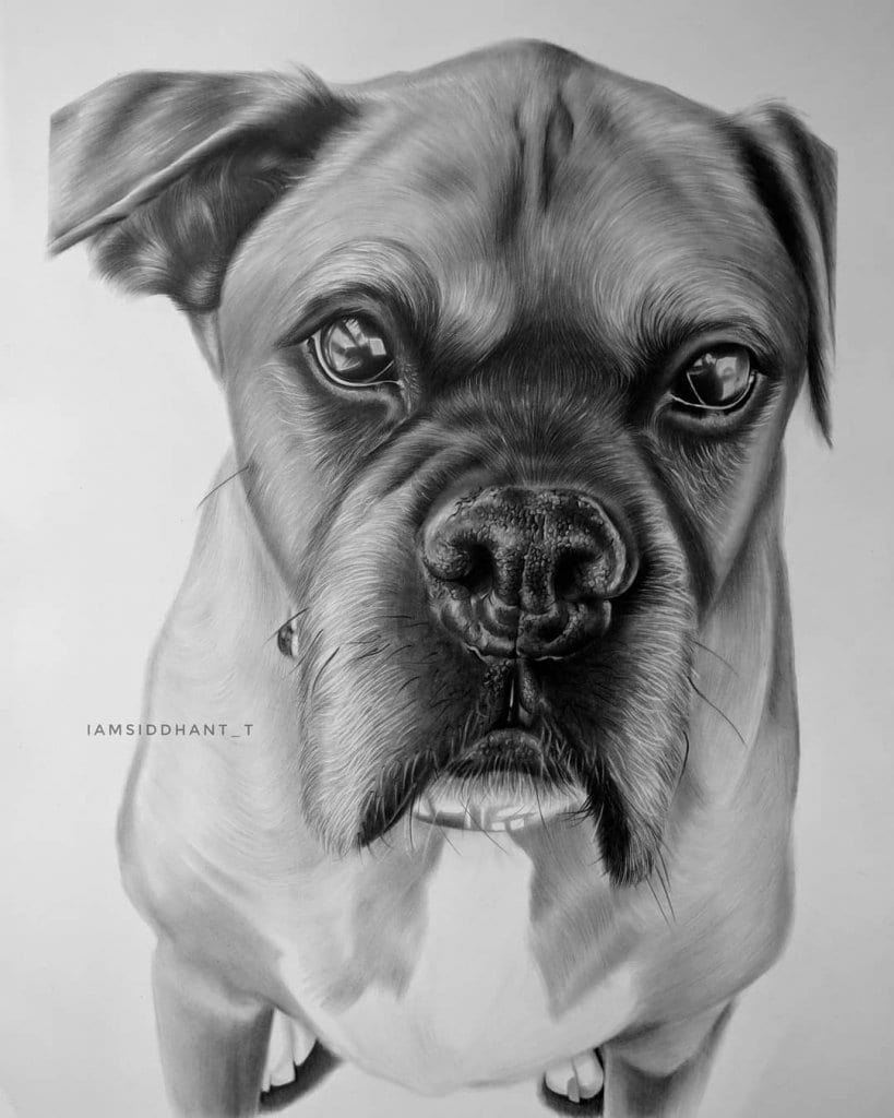 Dog Pencil Portrait Hyper Realistic Portrait Siddhant- Stoned Santa