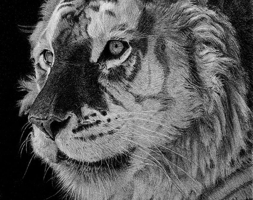 Tiger Hyper Realistic Pencil Portrait- Om Prakash